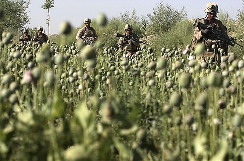 Media Name: afghan-poppy-field1.jpg